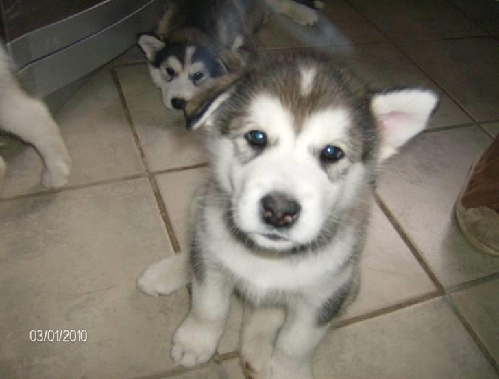 Alaskan malamute Eva Død 7/7-2010 - 7 uger. Nu står det ene øre :0) billede 10