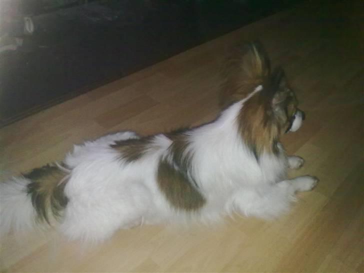 Papillon rico billede 1