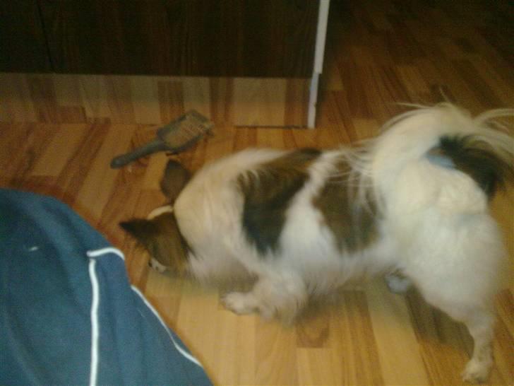 Papillon rico billede 2