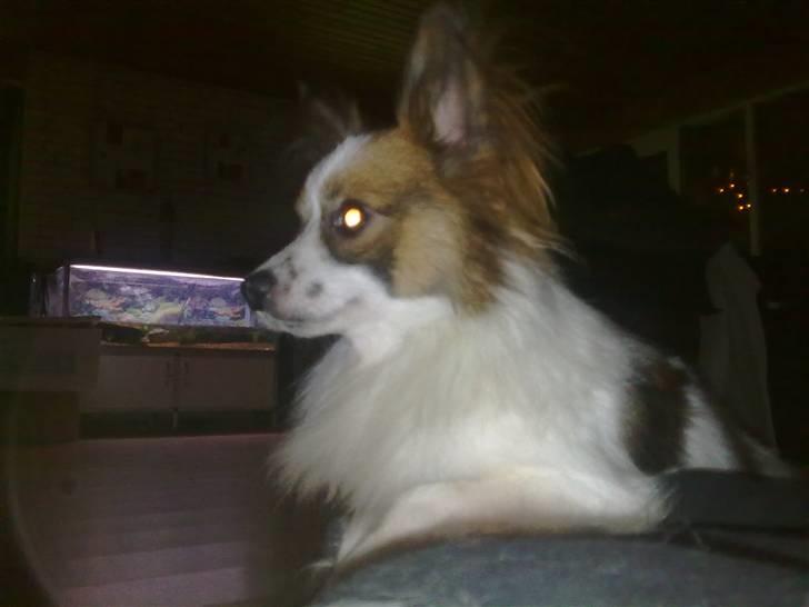 Papillon rico billede 3