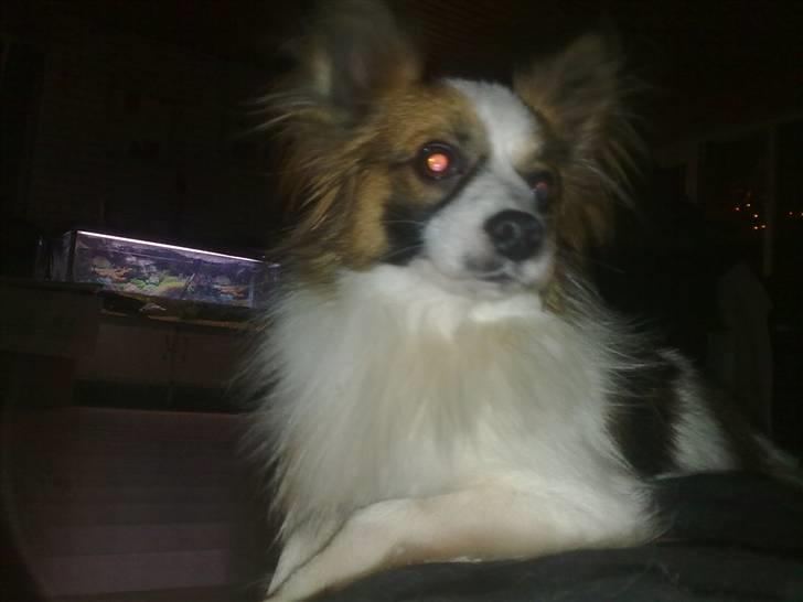 Papillon rico billede 4