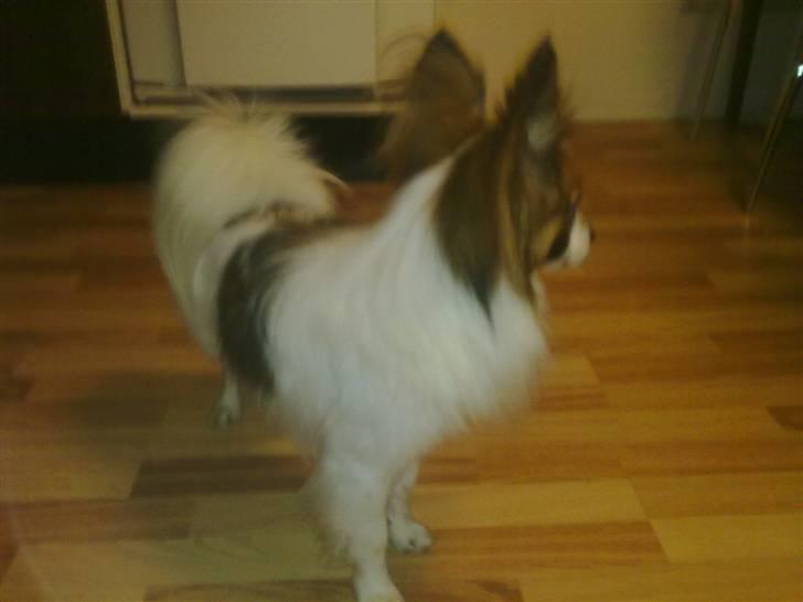 Papillon rico billede 5