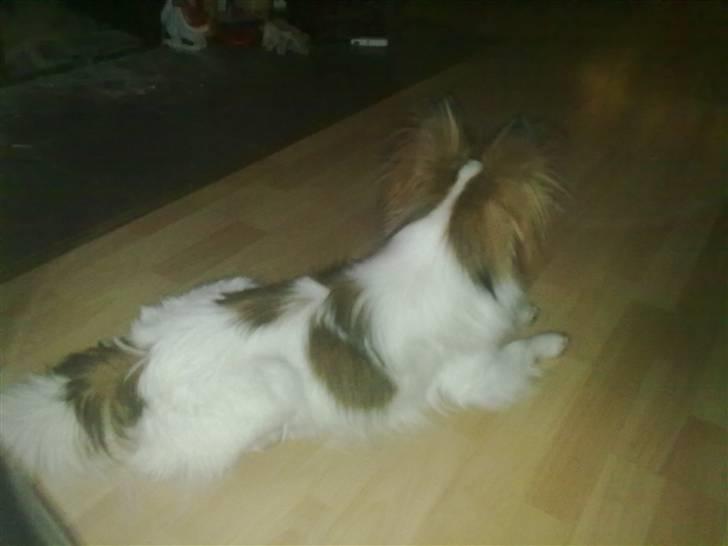 Papillon rico billede 6