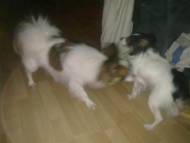 Papillon rico billede 8