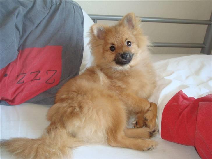 Pomeranian Theo billede 9