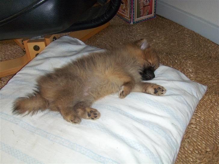 Pomeranian Theo billede 10