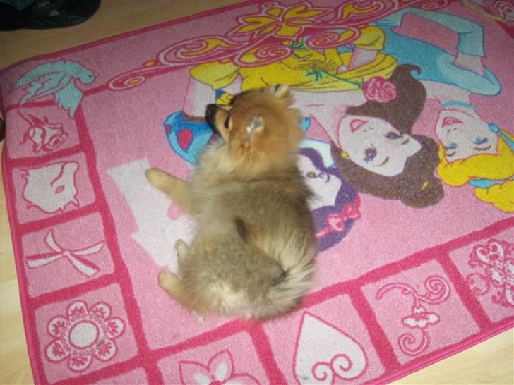 Pomeranian Theo billede 11