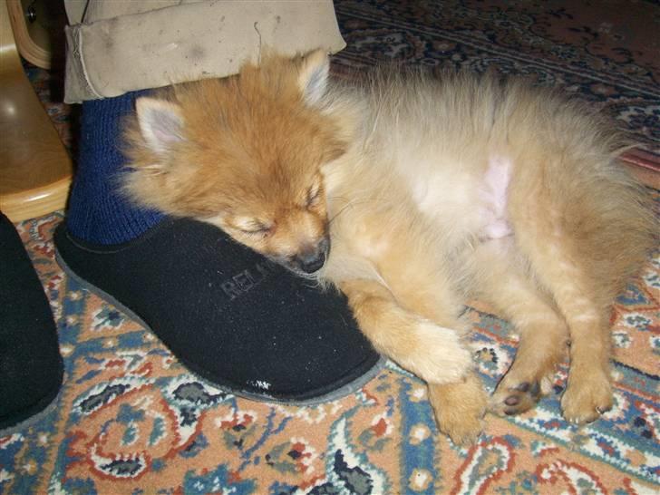 Pomeranian Theo billede 12