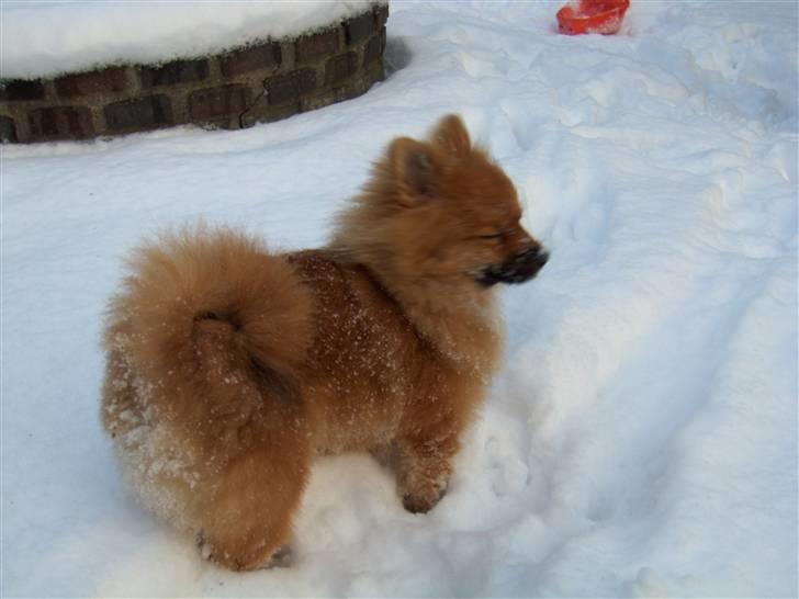 Pomeranian Theo billede 13