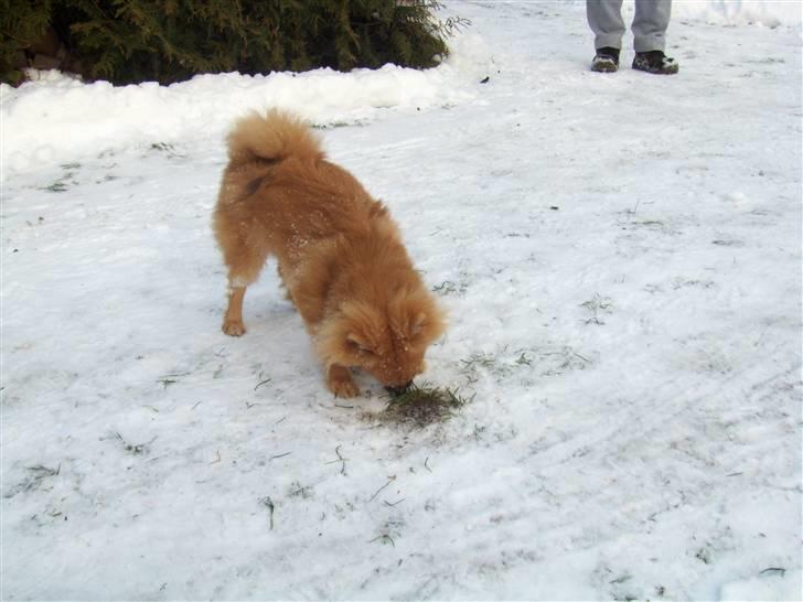 Pomeranian Theo billede 14