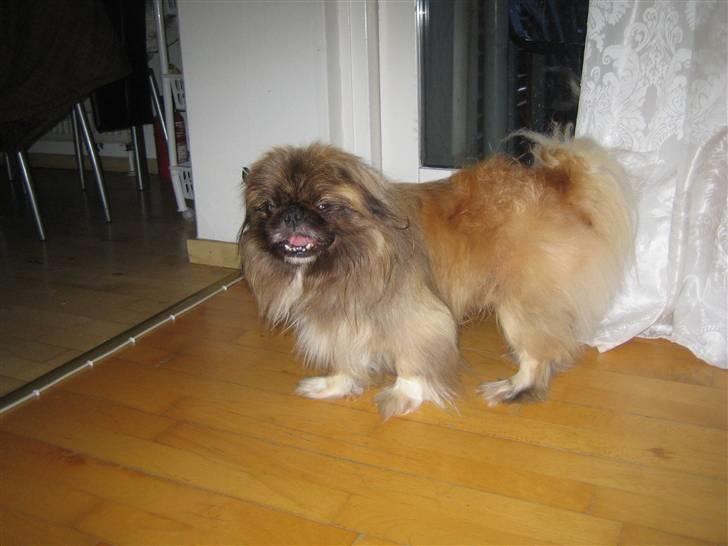 Pekingeser Sigurd billede 1