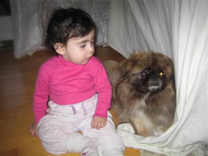 Pekingeser Sigurd billede 2