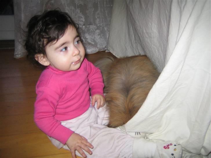 Pekingeser Sigurd billede 3