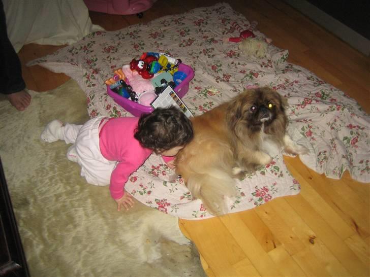 Pekingeser Sigurd billede 4