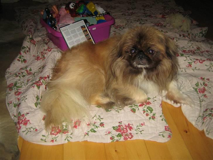 Pekingeser Sigurd billede 5