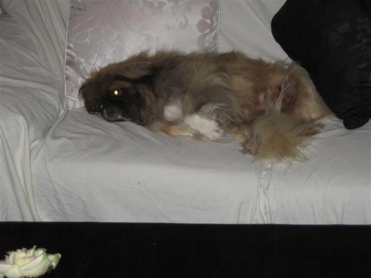 Pekingeser Sigurd billede 6