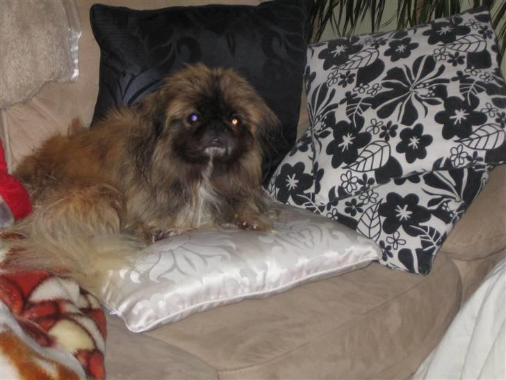 Pekingeser Sigurd billede 7