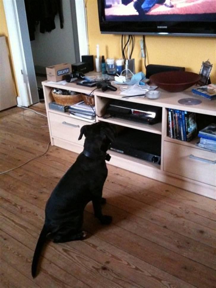 Amerikansk staffordshire terrier Nismo - Så ses der tv :) billede 5