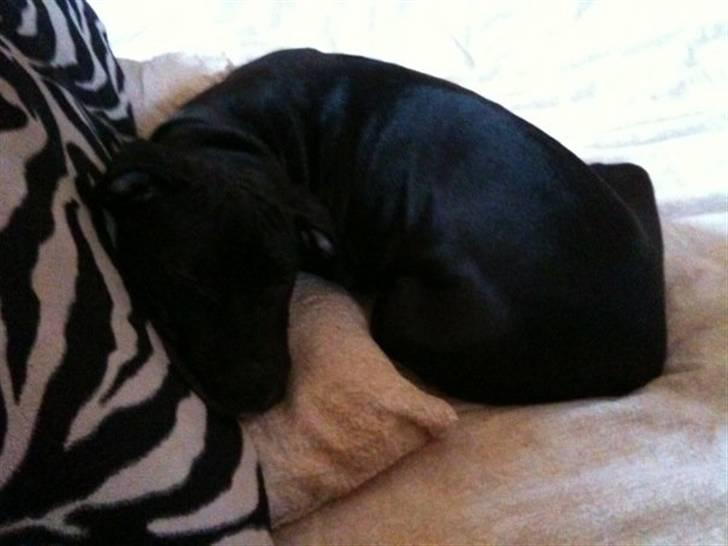 Amerikansk staffordshire terrier Nismo - Tager lige en lur på begge puder self. :) billede 6