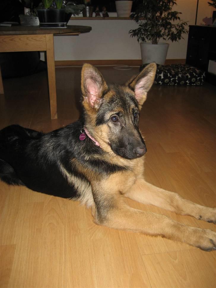 Schæferhund Thea - Jul ´09 billede 12