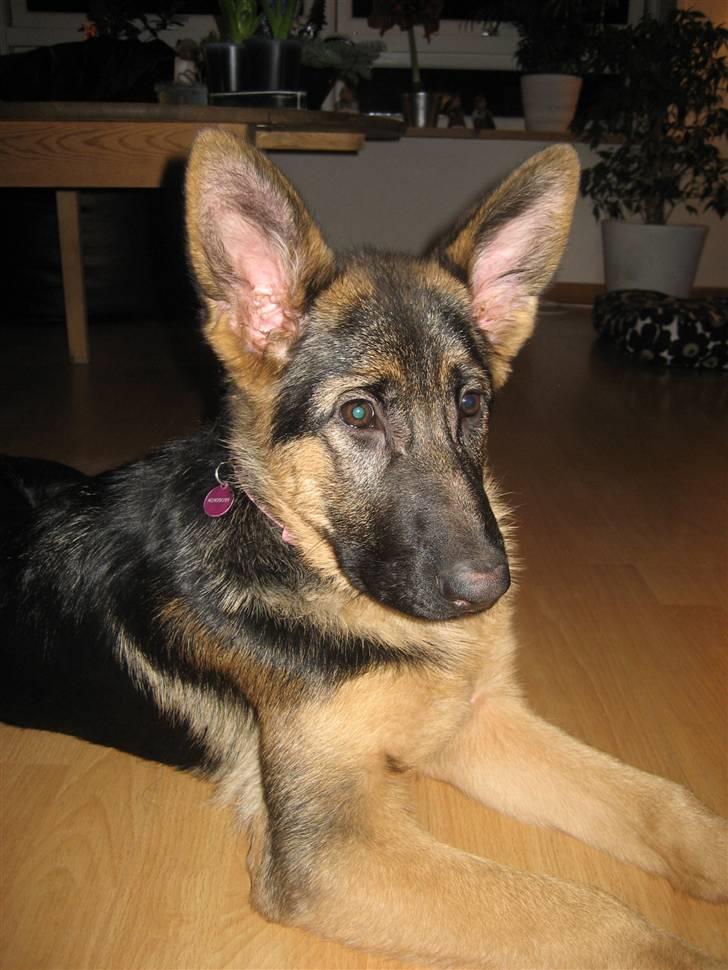 Schæferhund Thea - Jul ´09 billede 13