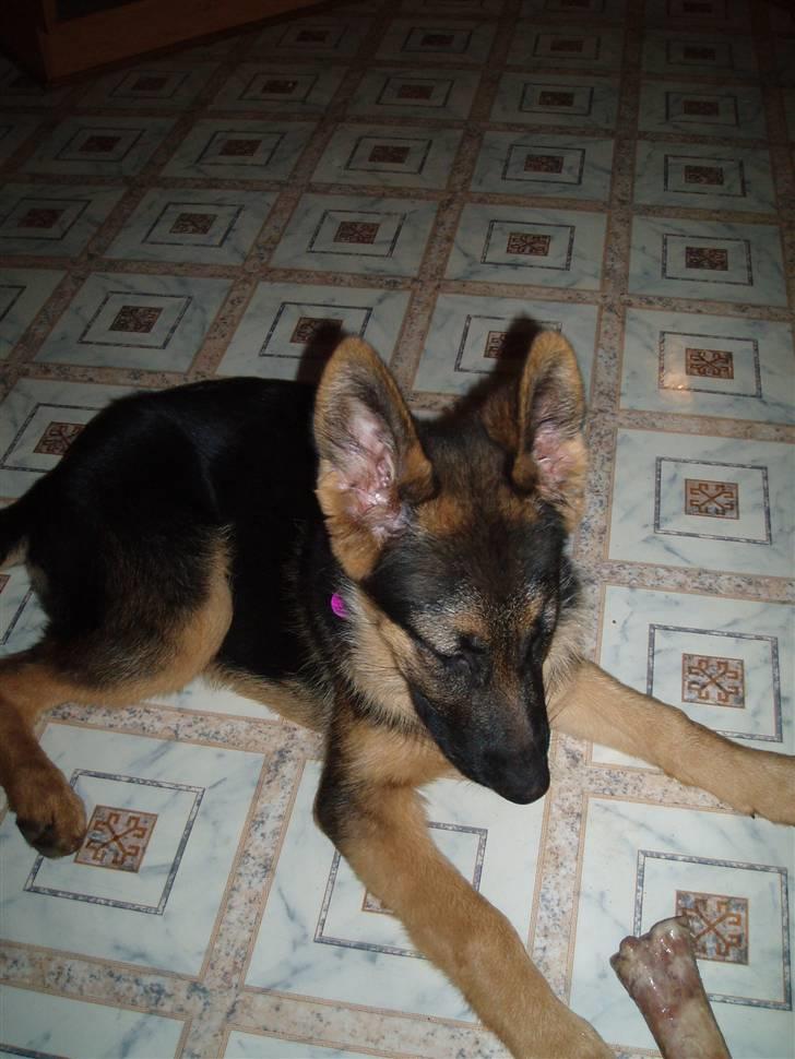 Schæferhund Thea - December ´09 billede 14