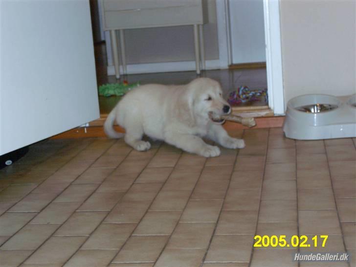 Golden retriever Mollie  R.I.P - Mums dejligt Ben :´D <´3 billede 5