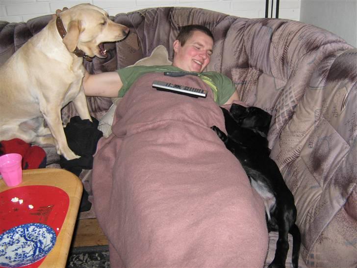 Labrador retriever Sascha - En Jaloux Sascha over for det nye medlem af familien(Fie). December 2009 billede 9