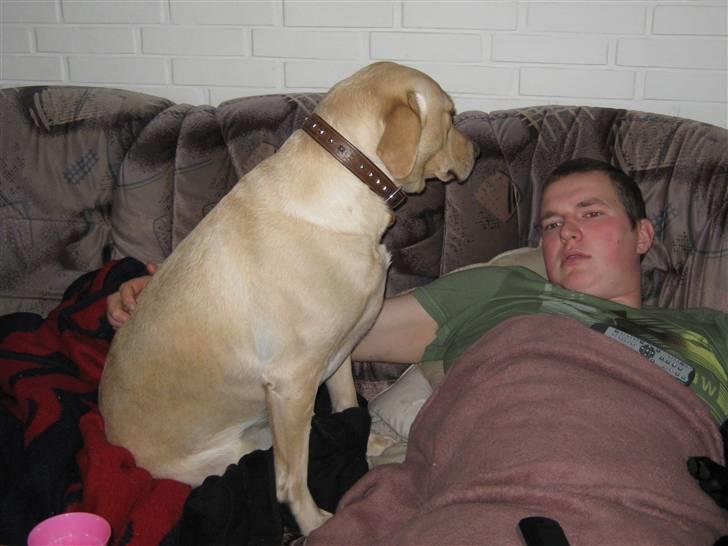 Labrador retriever Sascha - December 2009 billede 10