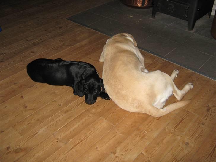 Labrador retriever Sascha - December 2009 billede 11
