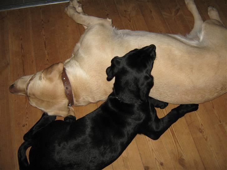 Labrador retriever Sascha - Tumletur, december 2009 billede 14