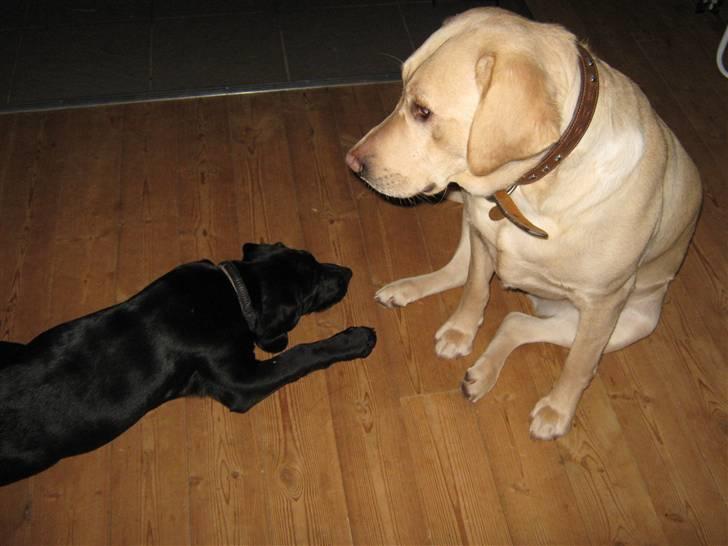 Labrador retriever Sascha - December 2009 billede 16