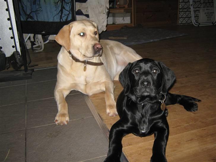 Labrador retriever Sascha - December 2009 billede 17