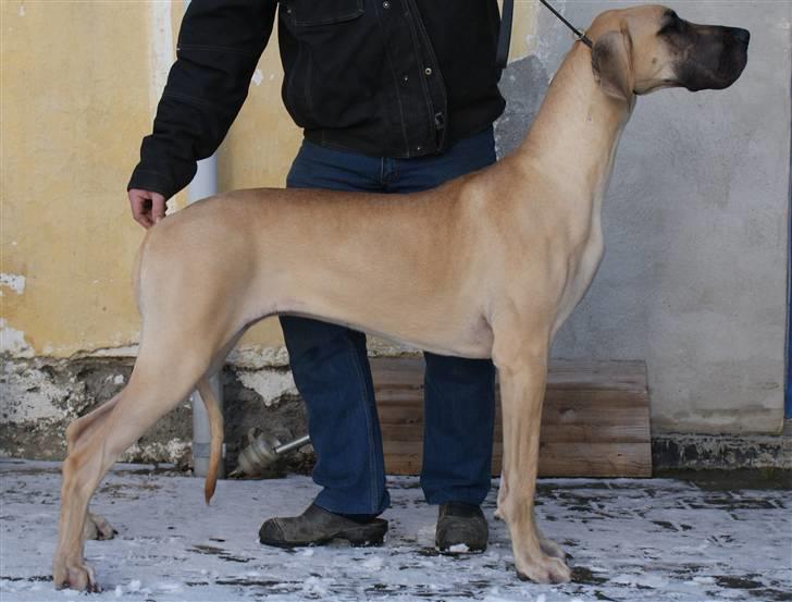 Grand danois Grand de feld´s Qeeza R.I.P billede 19