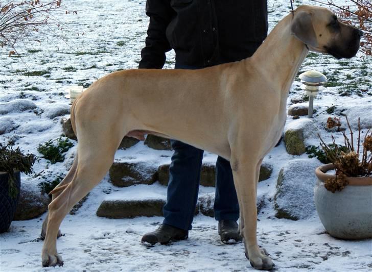 Grand danois Maxidan´s Make my day billede 15