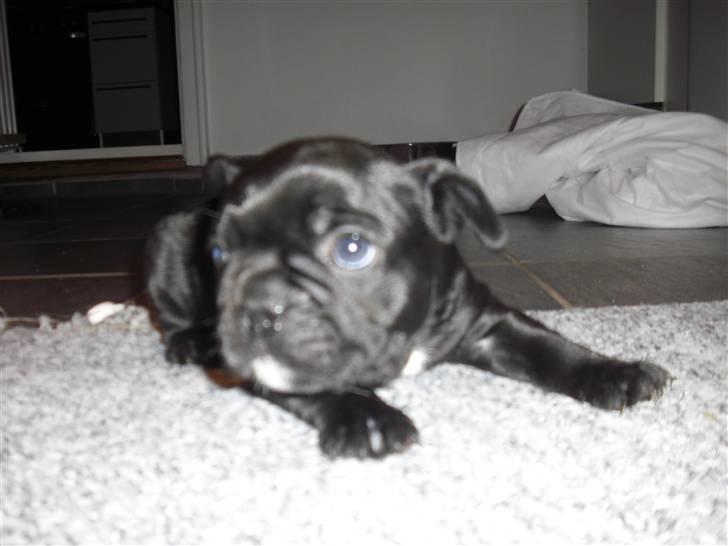 Fransk bulldog Aggie billede 15