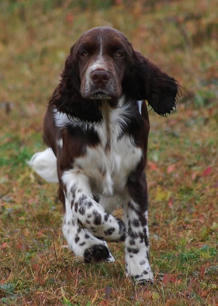 Engelsk springer spaniel Cirkeline billede 1