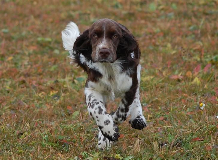 Engelsk springer spaniel Cirkeline billede 2