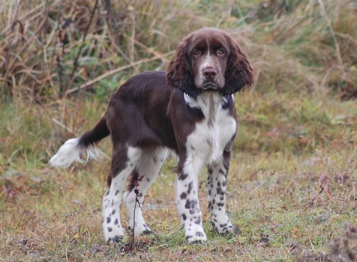 Engelsk springer spaniel Cirkeline billede 3