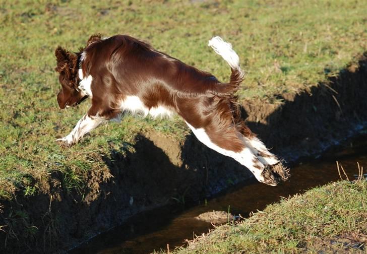 Engelsk springer spaniel Cirkeline billede 4