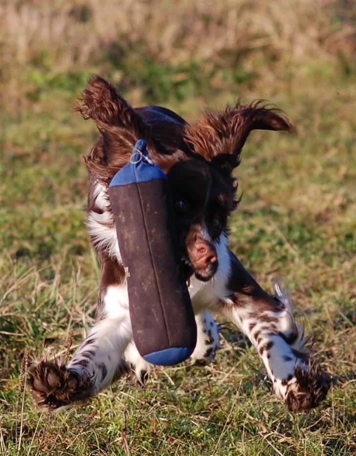 Engelsk springer spaniel Cirkeline billede 5