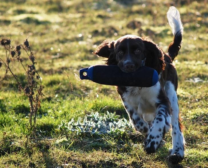 Engelsk springer spaniel Cirkeline billede 6