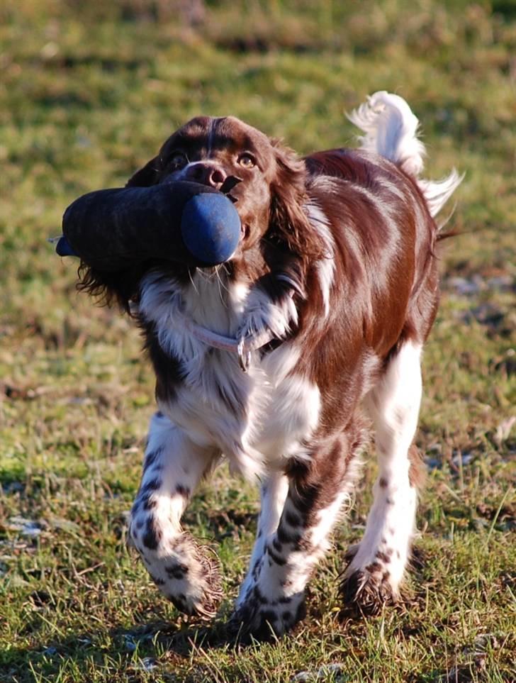Engelsk springer spaniel Cirkeline billede 7