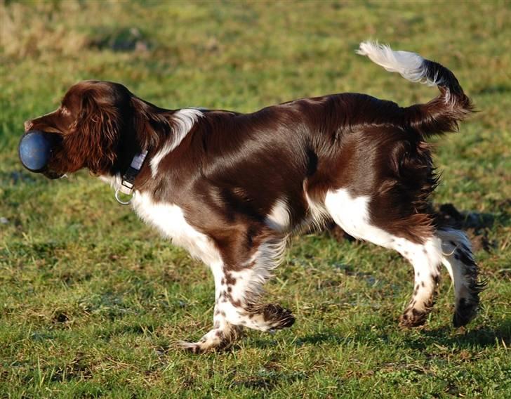 Engelsk springer spaniel Cirkeline billede 8