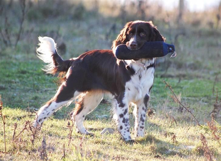 Engelsk springer spaniel Cirkeline billede 9