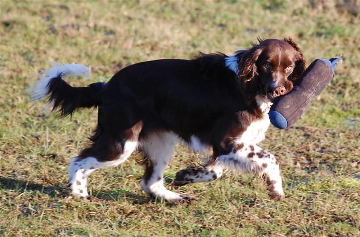 Engelsk springer spaniel Cirkeline billede 10
