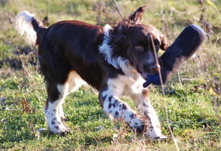 Engelsk springer spaniel Cirkeline billede 11