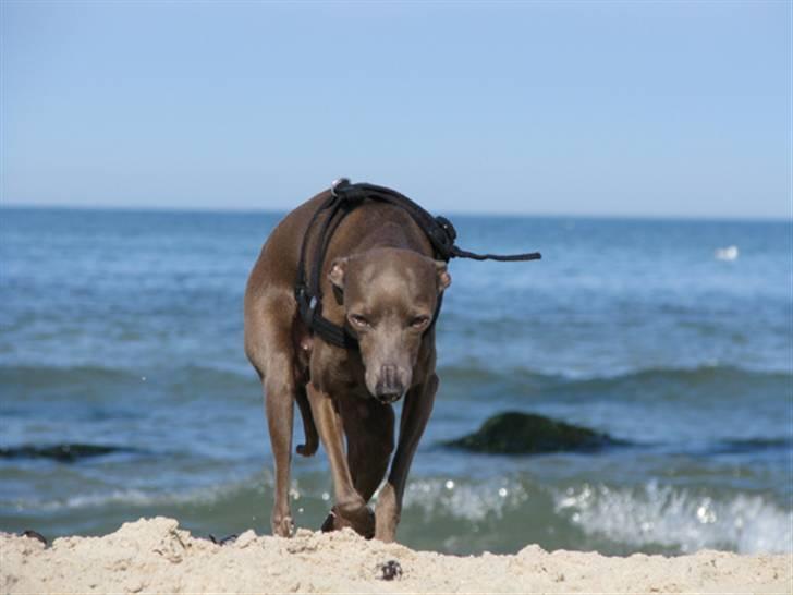 Italiensk mynde Cianna billede 19