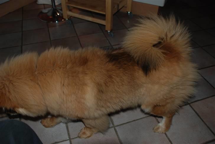 Eurasier Kærlundegård´s U-Akka - Akka er nu 6 mdr. og vejer ca.15kg og 50 cm. i skulderhøjder  farven er ved at ændre sig sort på rykken  billede 10