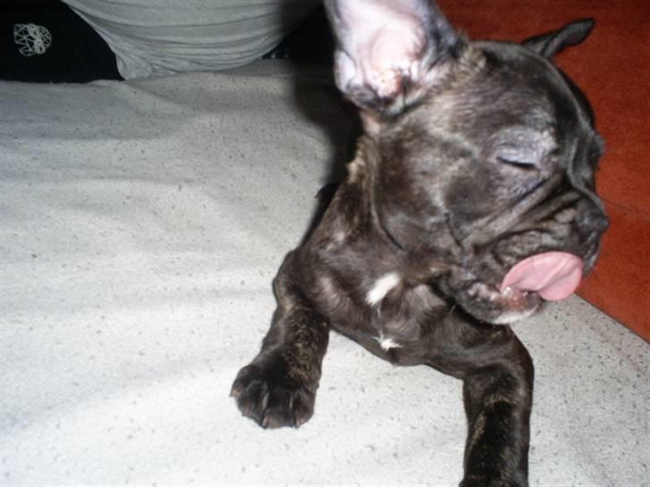 Fransk bulldog Bertram billede 2